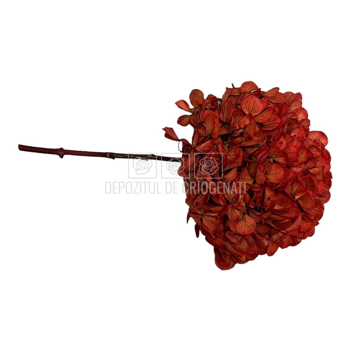 Hortensie caramizie L RoseAmor (Buchet Criogenat) - DepozituldeCriogenati.ro