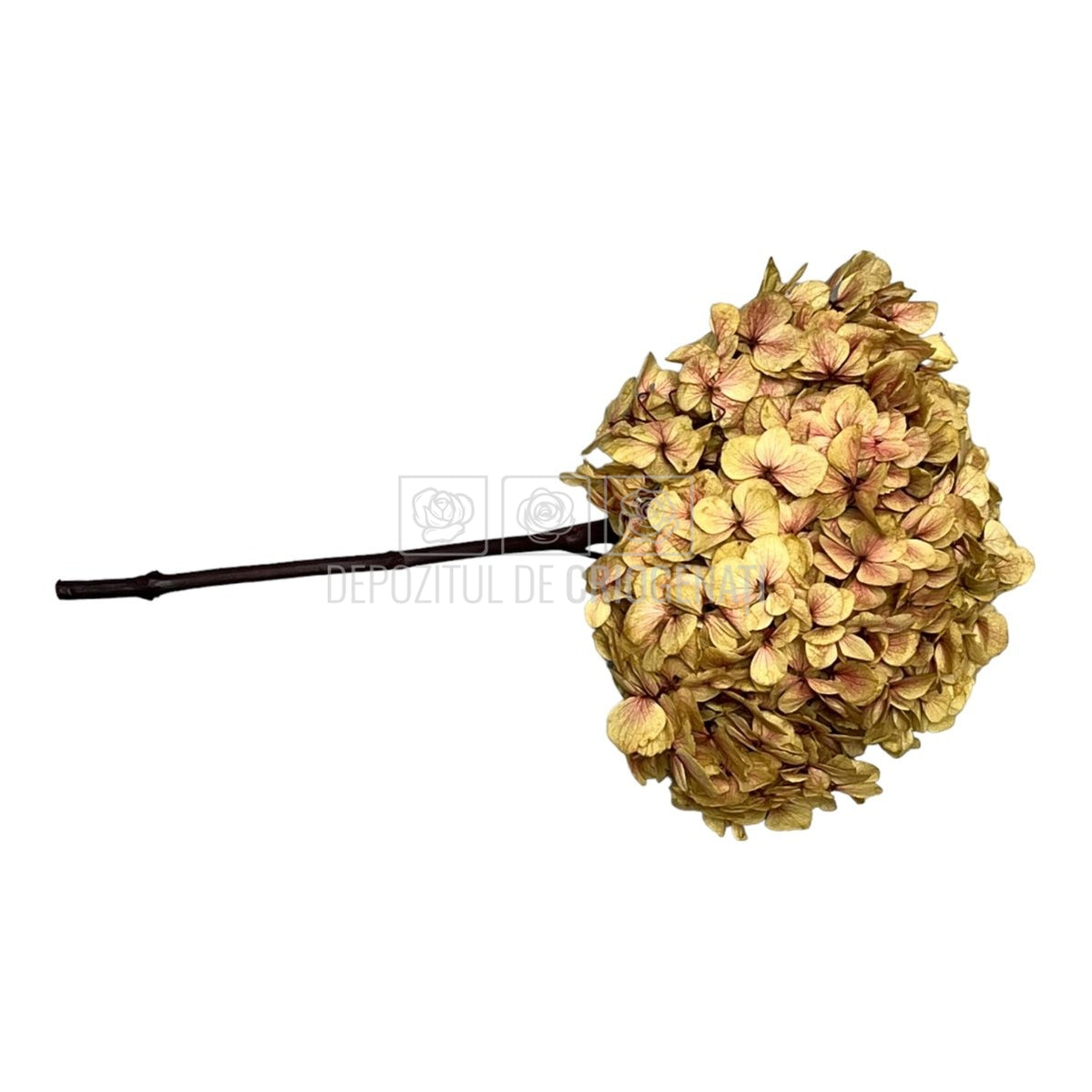 Hortensie kaki-roz L RoseAmor (Buchet Criogenat) - DepozituldeCriogenati.ro