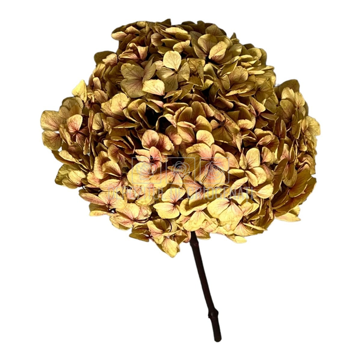 Hortensie kaki-roz L RoseAmor (Buchet Criogenat) - DepozituldeCriogenati.ro