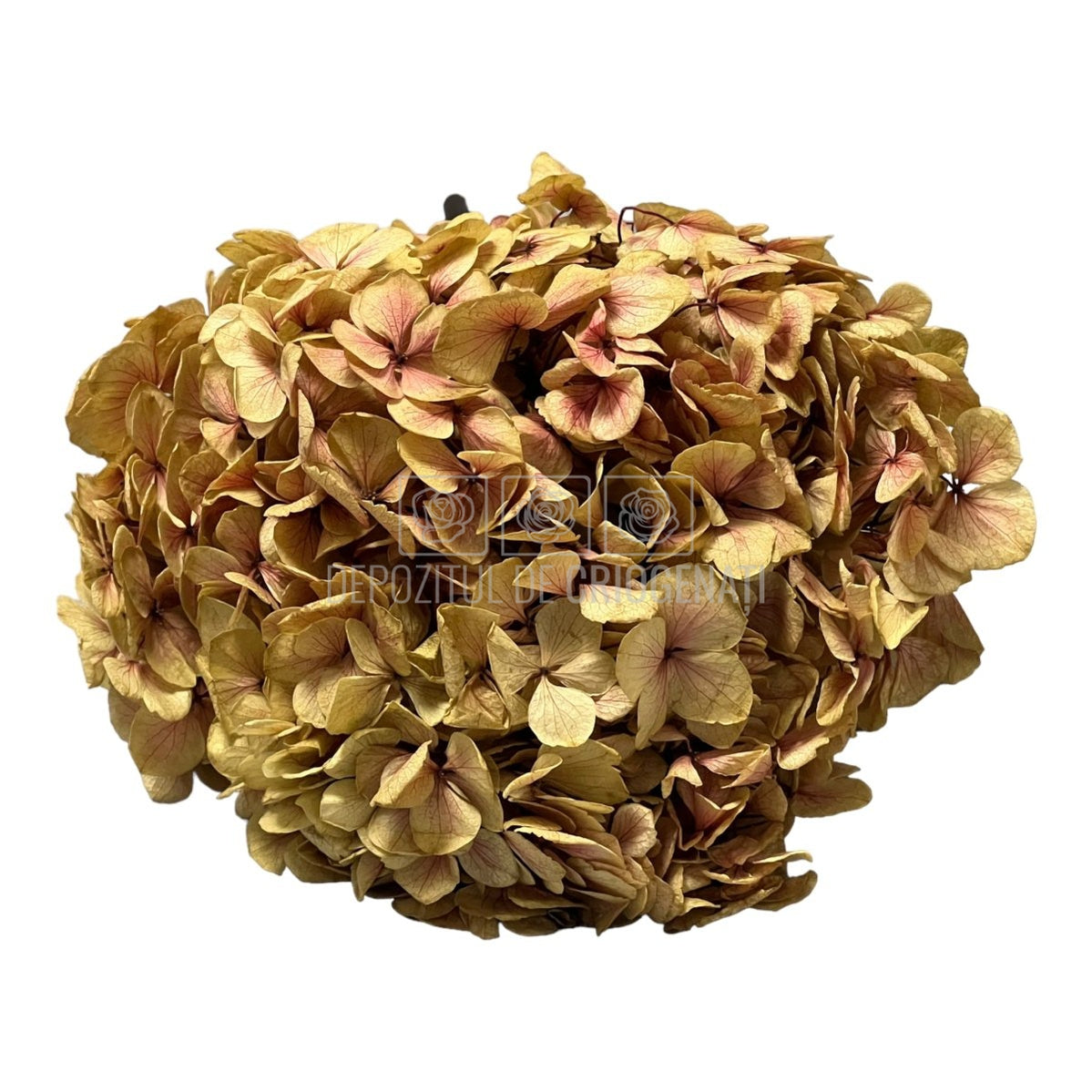 Hortensie kaki-roz L RoseAmor (Buchet Criogenat) - DepozituldeCriogenati.ro