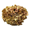 Hortensie kaki-roz XL RoseAmor (Buchet Criogenat) - DepozituldeCriogenati.ro