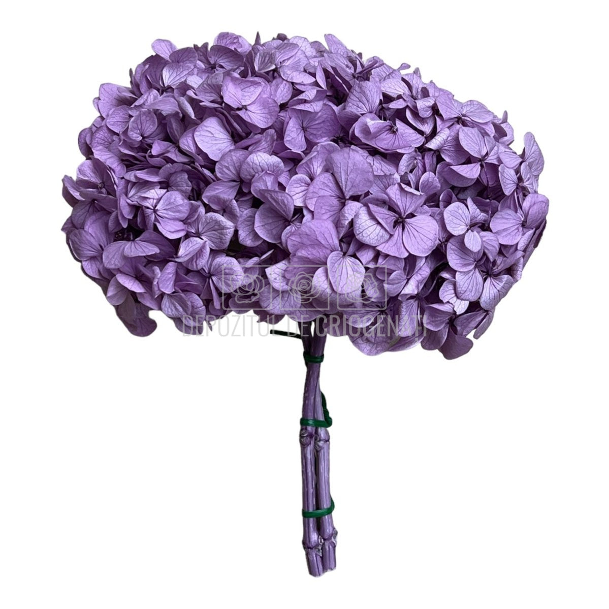 Hortensie Lila Premium Verdissimo