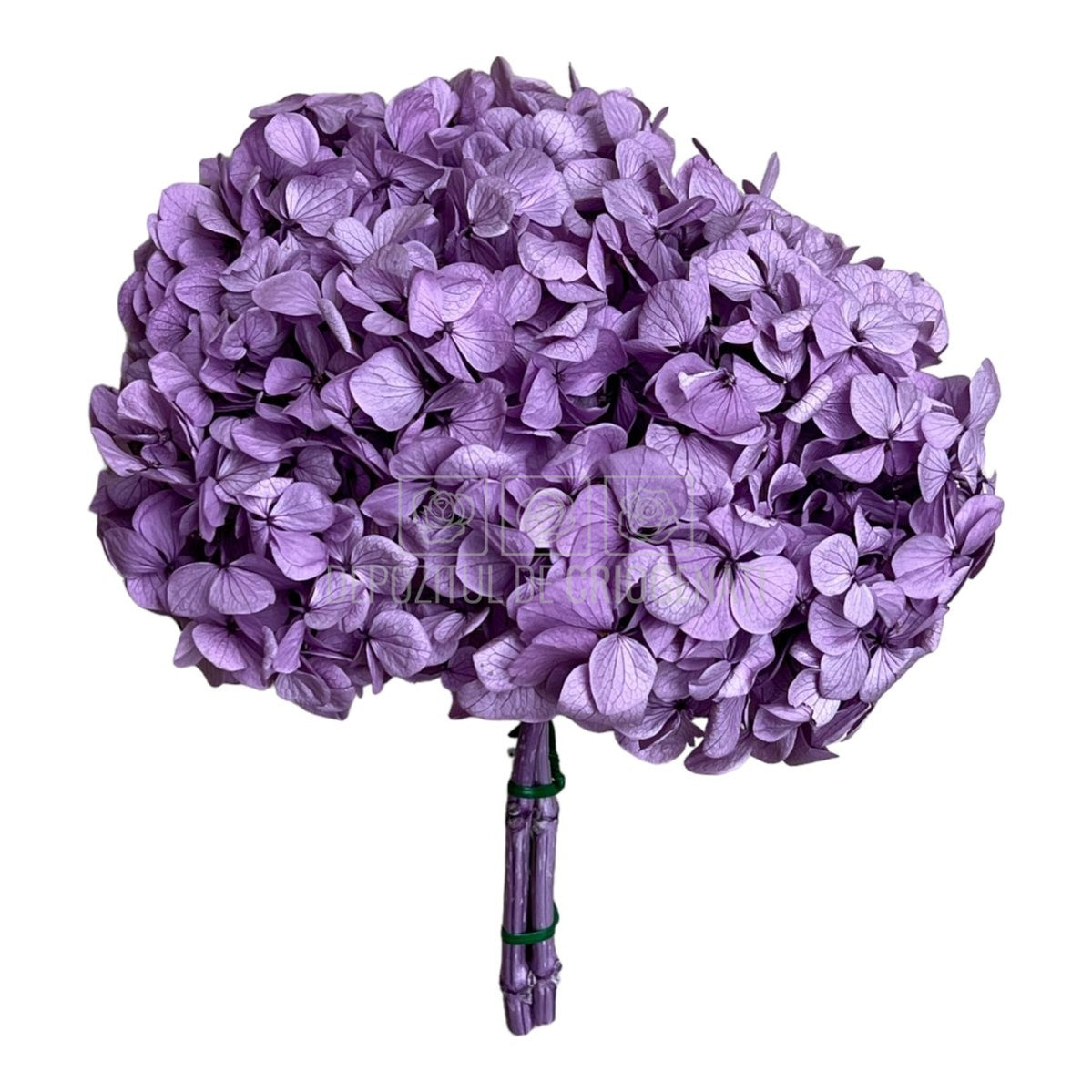 Hortensie Lila Premium Verdissimo