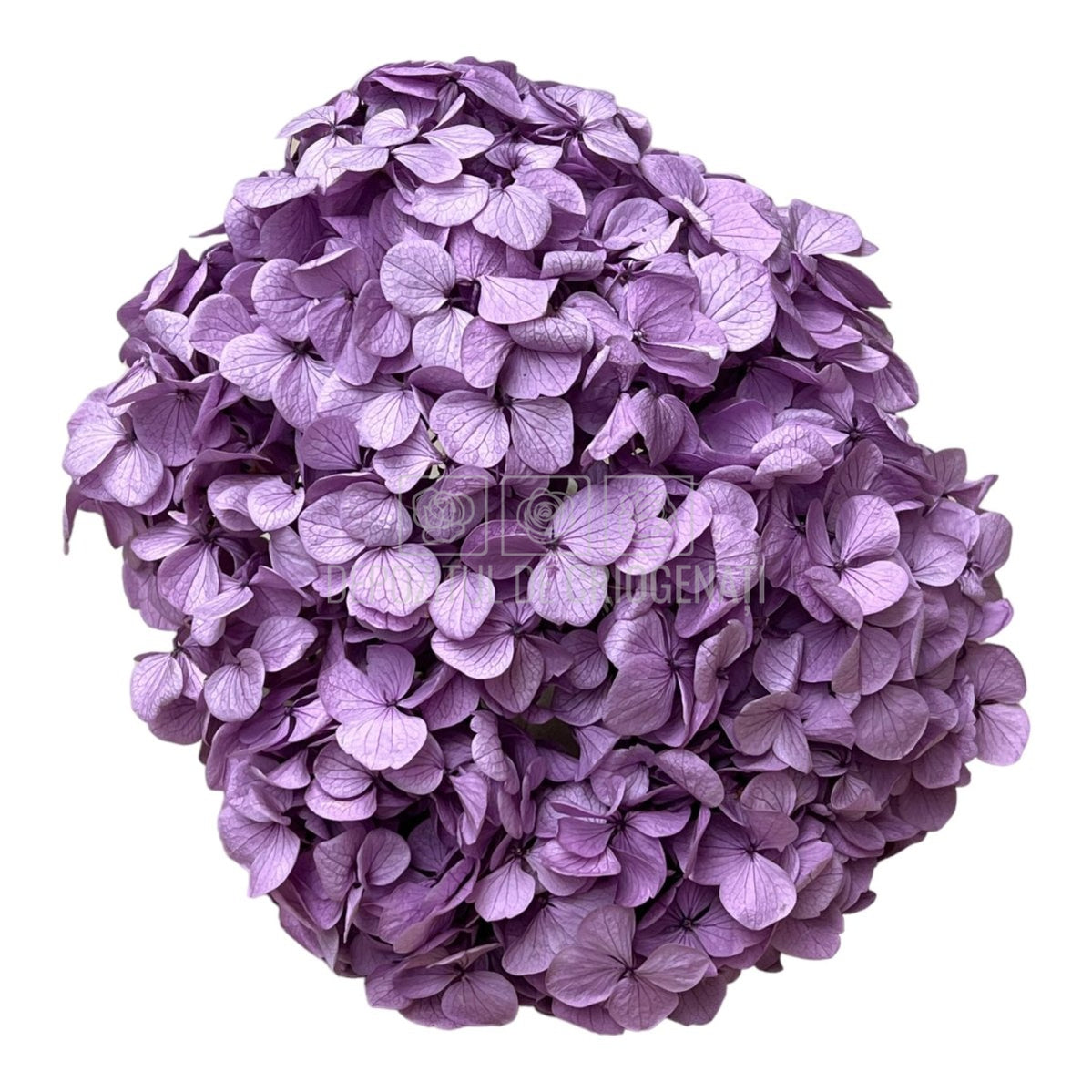 Hortensie Lila Premium Verdissimo