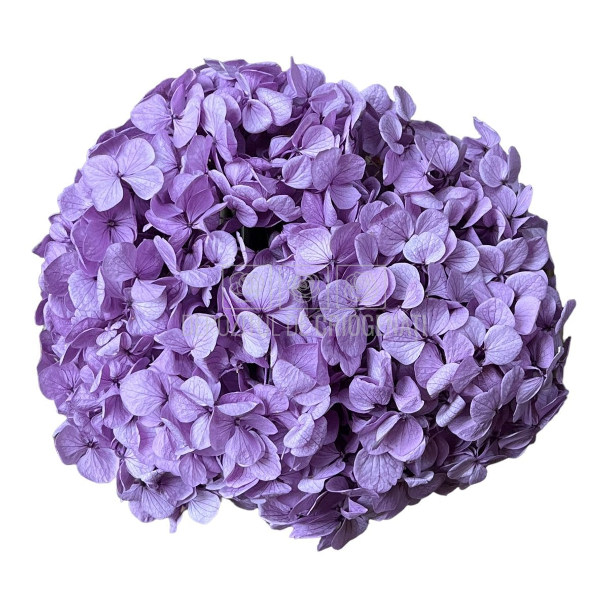 Hortensie Lila Premium Verdissimo