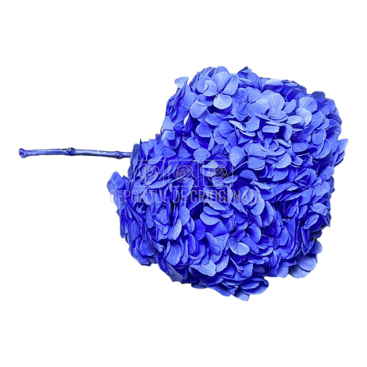 Hortensie mov L RoseAmor (Buchet Criogenat) - DepozituldeCriogenati.ro