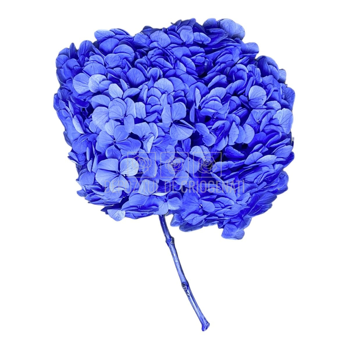 Hortensie mov L RoseAmor (Buchet Criogenat) - DepozituldeCriogenati.ro