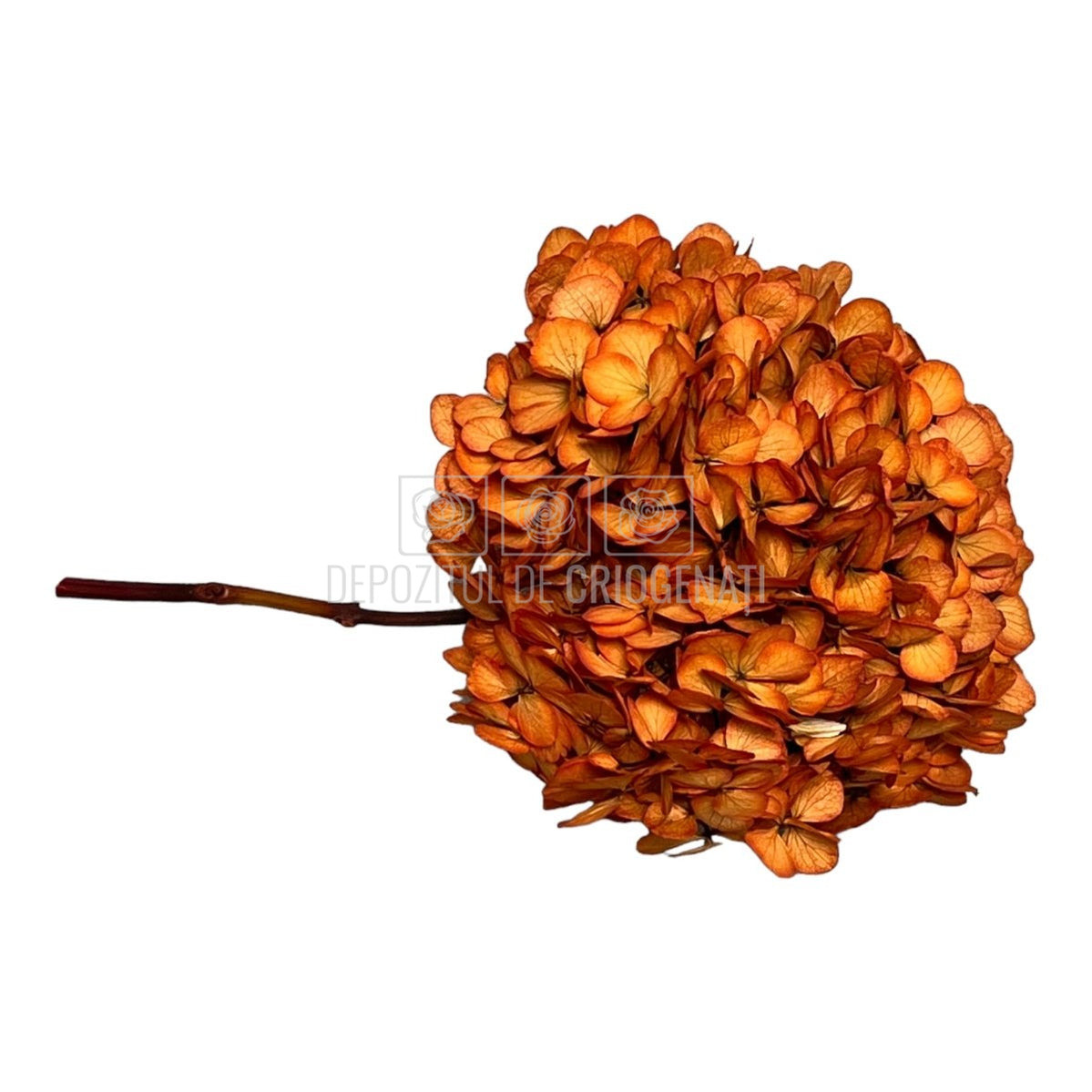 Hortensie portocalie L RoseAmor (Buchet Criogenat) - DepozituldeCriogenati.ro