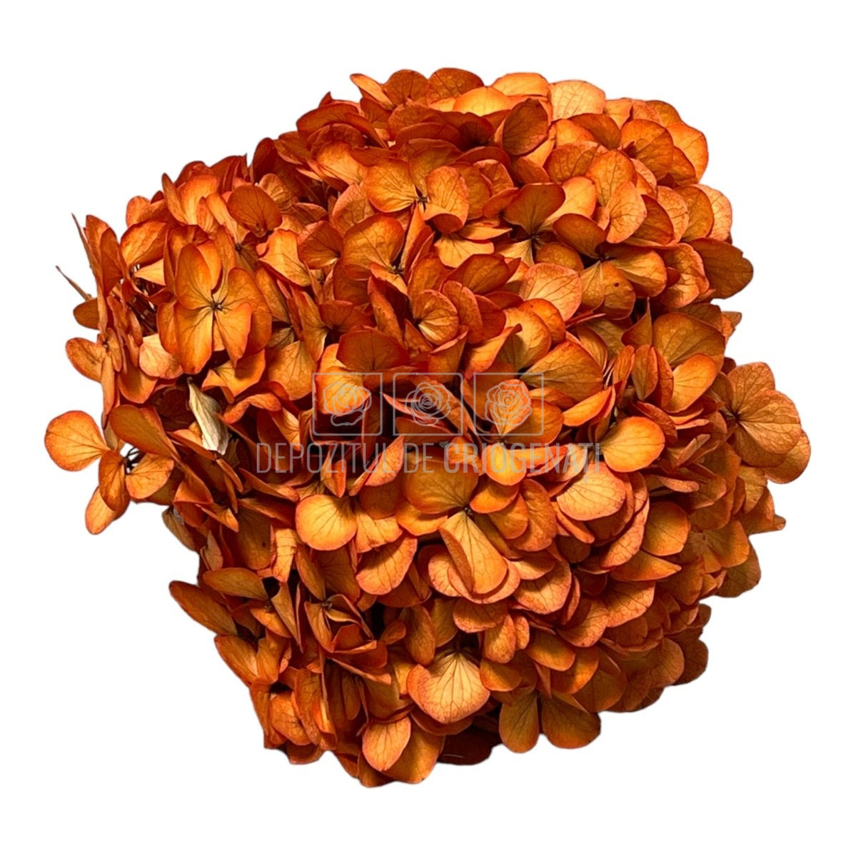 Hortensie portocalie L RoseAmor (Buchet Criogenat) - DepozituldeCriogenati.ro