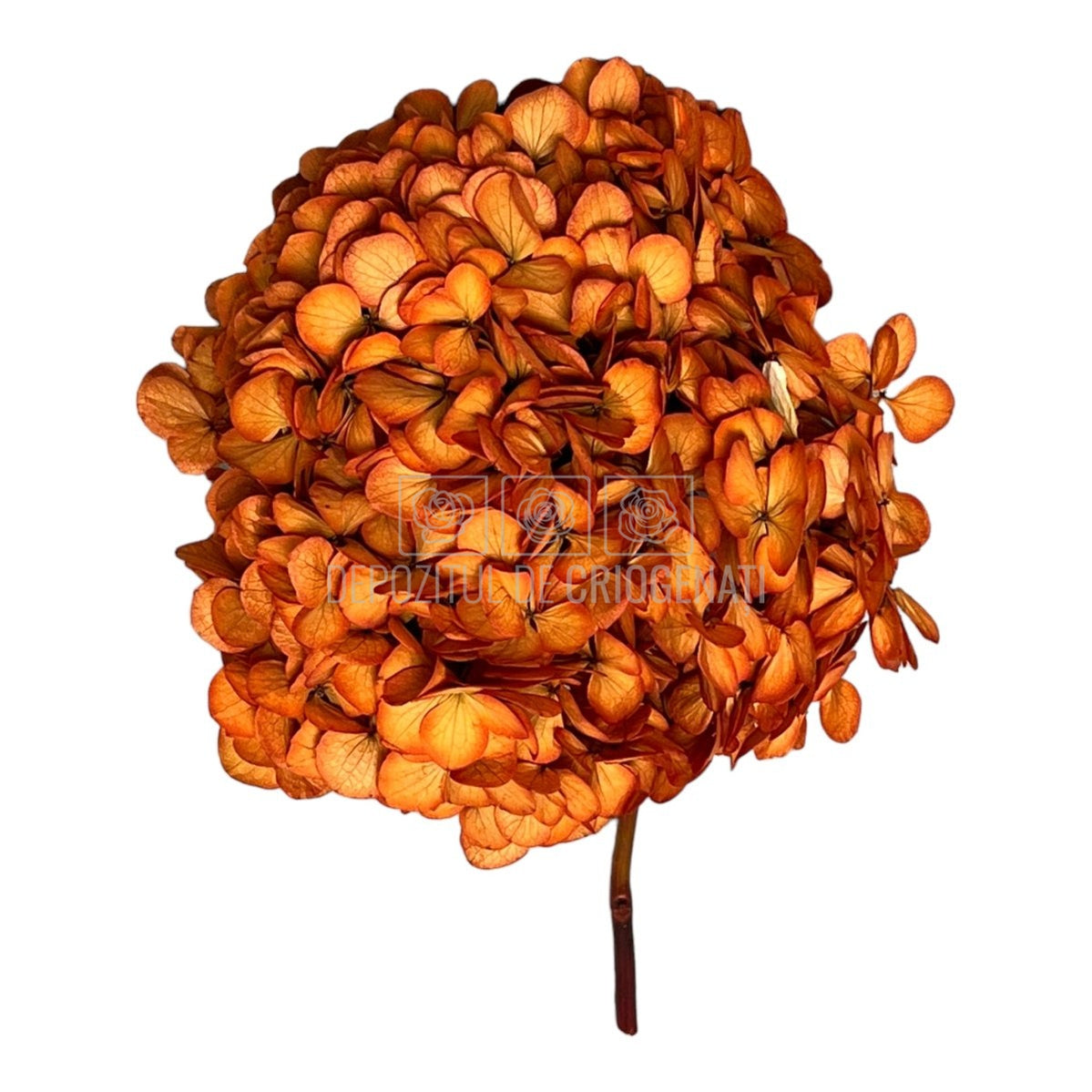 Hortensie portocalie L RoseAmor (Buchet Criogenat) - DepozituldeCriogenati.ro