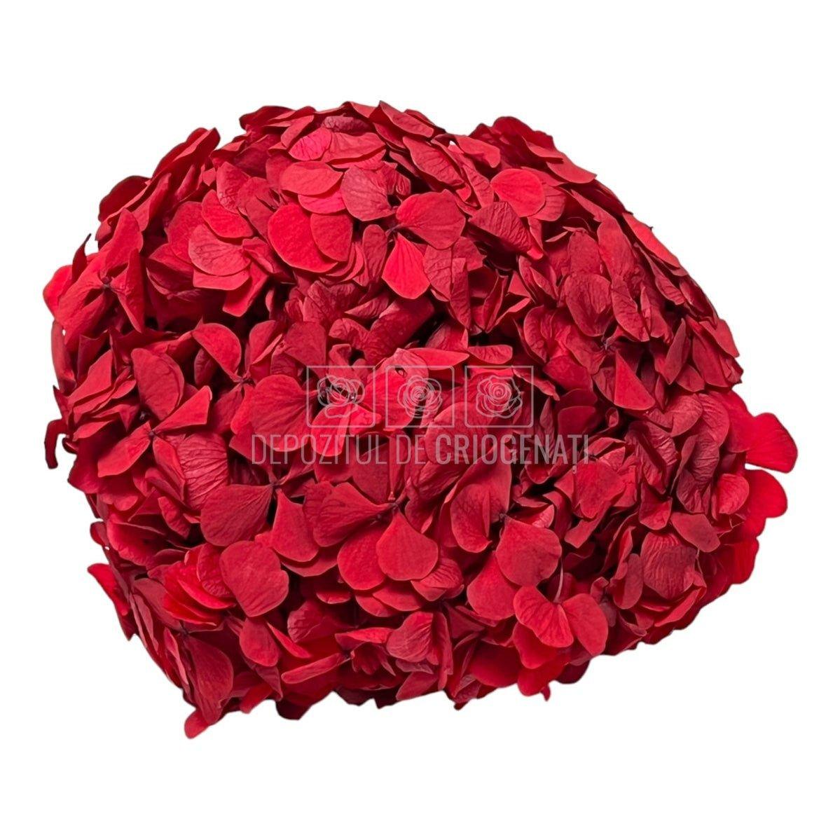 Hortensie Rosie RoseAmor (Buchet Criogenat) - DepozituldeCriogenati.ro