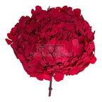 Hortensie Rosie RoseAmor (Buchet Criogenat) - DepozituldeCriogenati.ro