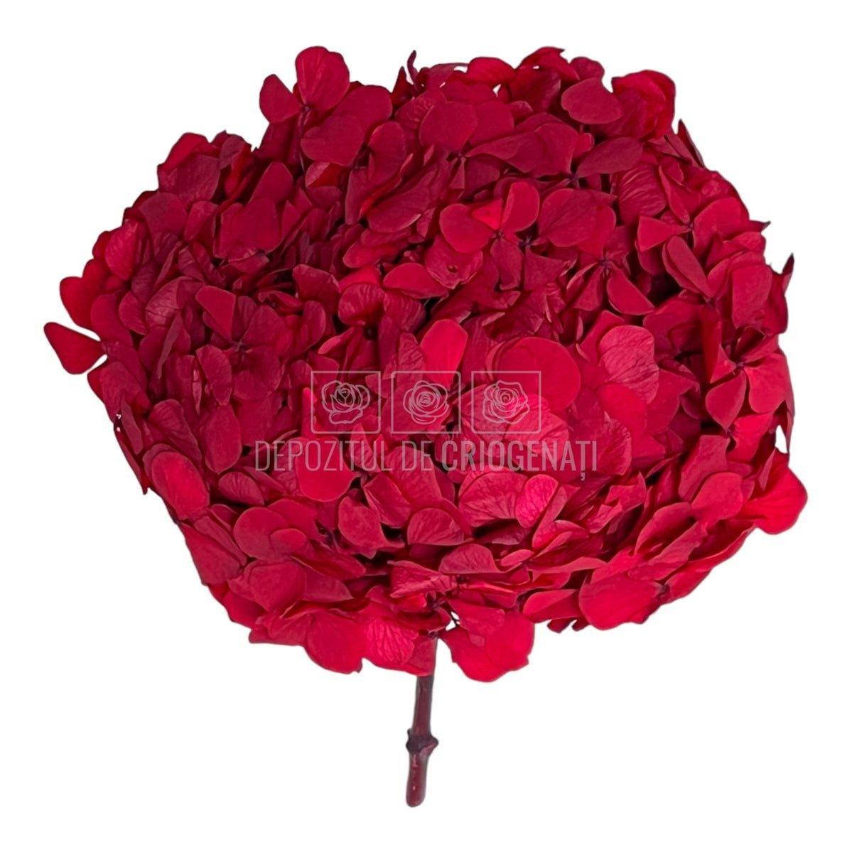 Hortensie Rosie RoseAmor (Buchet Criogenat) - DepozituldeCriogenati.ro