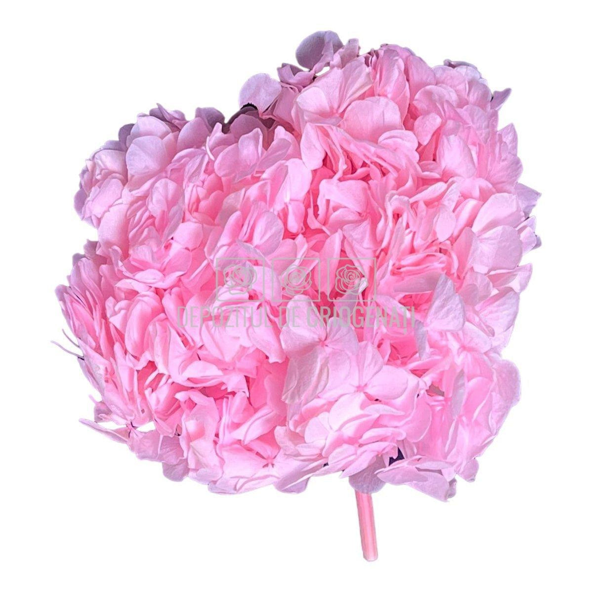 Hortensie Roz L RoseAmor (Buchet Criogenat) - DepozituldeCriogenati.ro
