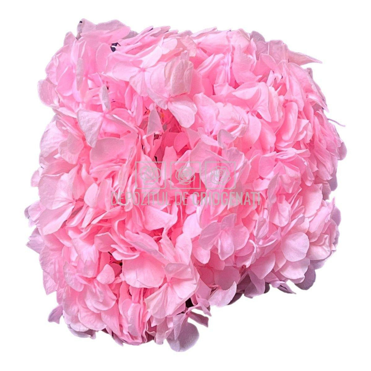 Hortensie Roz L RoseAmor (Buchet Criogenat) - DepozituldeCriogenati.ro