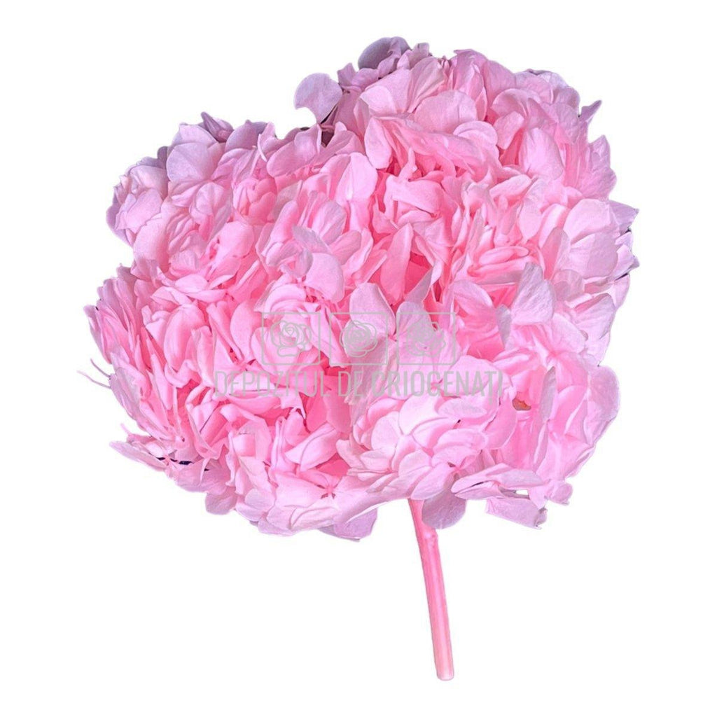 Hortensie Roz L RoseAmor (Buchet Criogenat) - DepozituldeCriogenati.ro