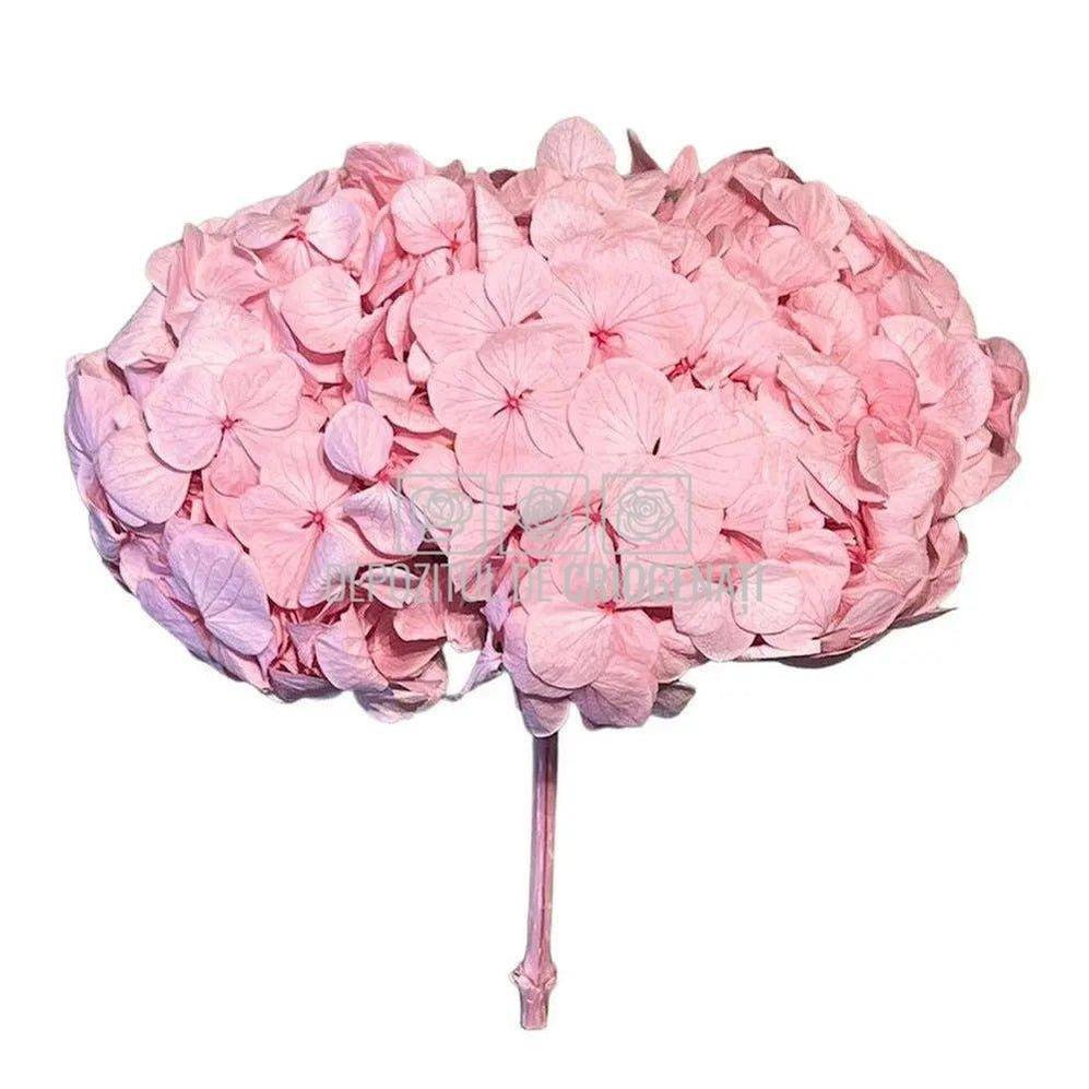 Hortensie Roz Verdissimo (Buchet Criogenat) - DepozituldeCriogenati.ro