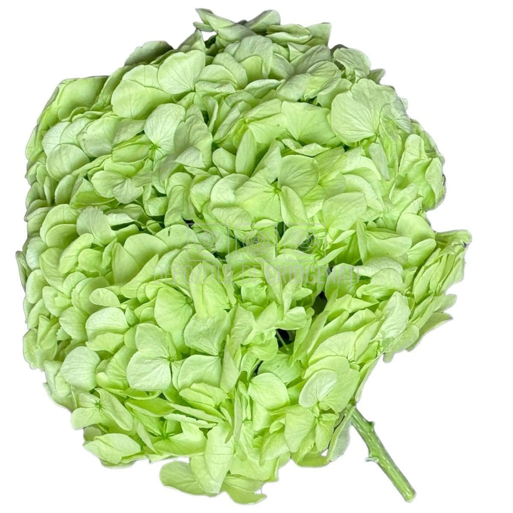 Hortensie Verde Citrus Premium Verdissimo (Criogenata) - DepozituldeCriogenati.ro