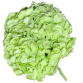 Hortensie Verde Citrus Premium Verdissimo (Criogenata) - DepozituldeCriogenati.ro