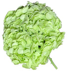 Hortensie Verde Citrus Premium Verdissimo (Criogenata) - DepozituldeCriogenati.ro