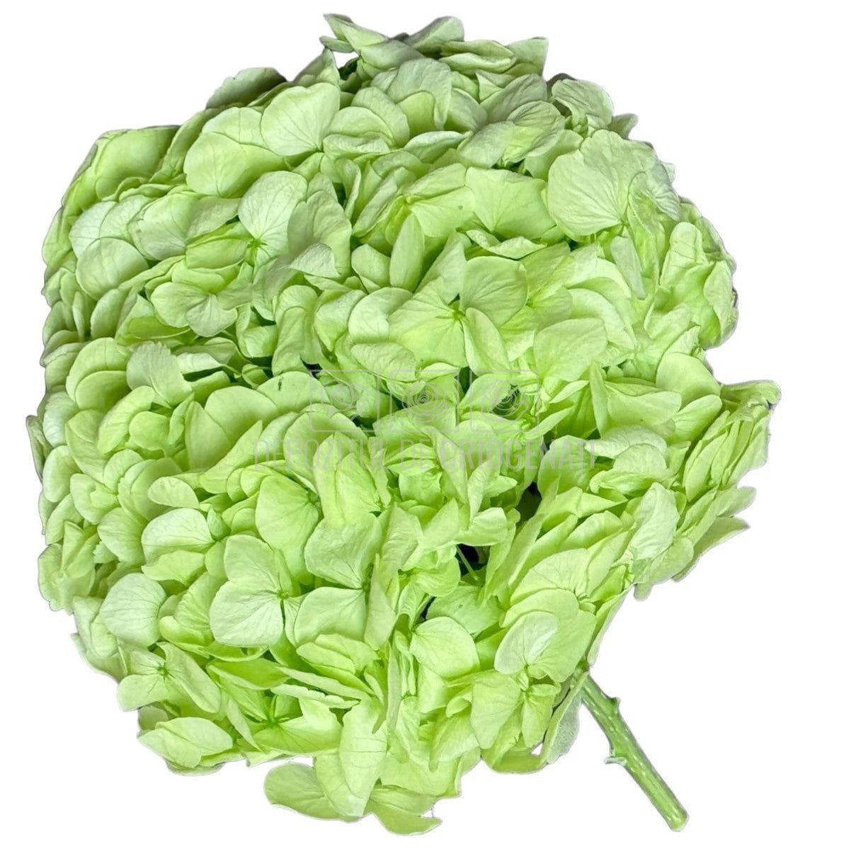Hortensie Verde Citrus Premium Verdissimo (Criogenata) - DepozituldeCriogenati.ro