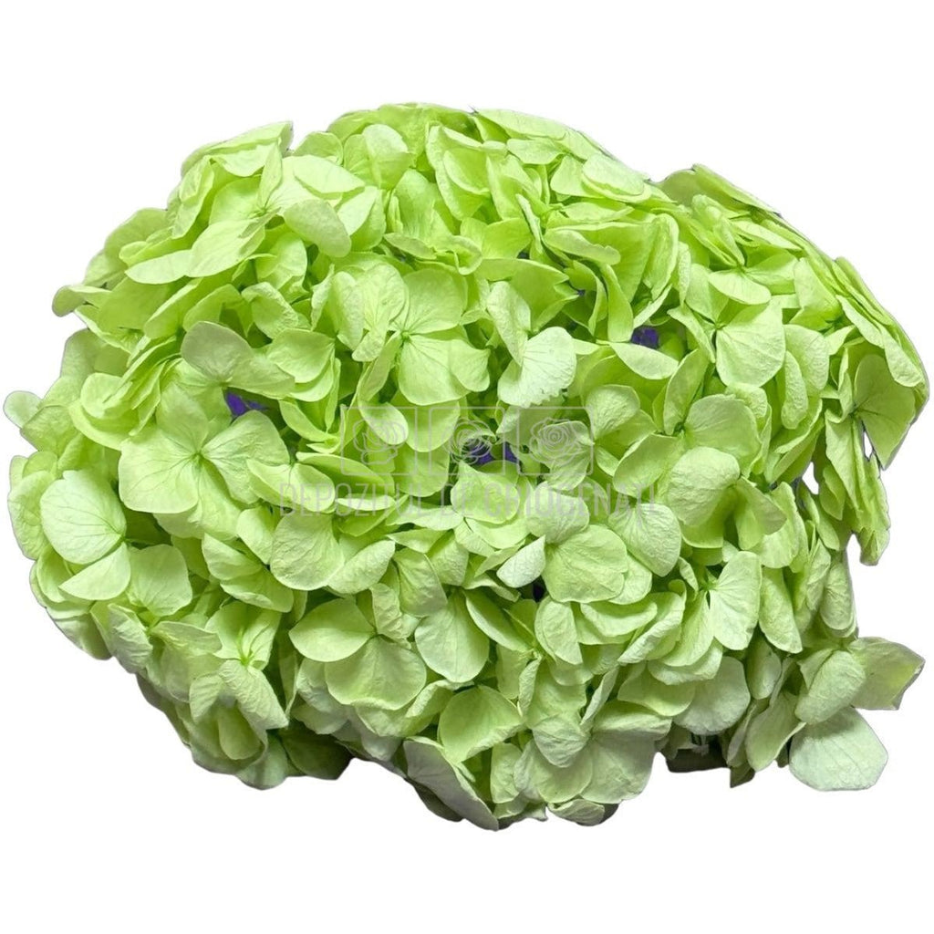 Hortensie Verde Citrus Premium Verdissimo (Criogenata) - DepozituldeCriogenati.ro