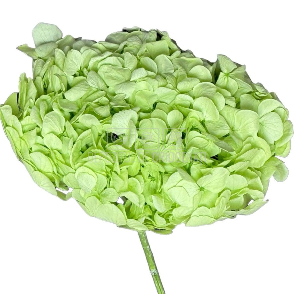 Hortensie Verde Citrus Premium Verdissimo (Criogenata) - DepozituldeCriogenati.ro