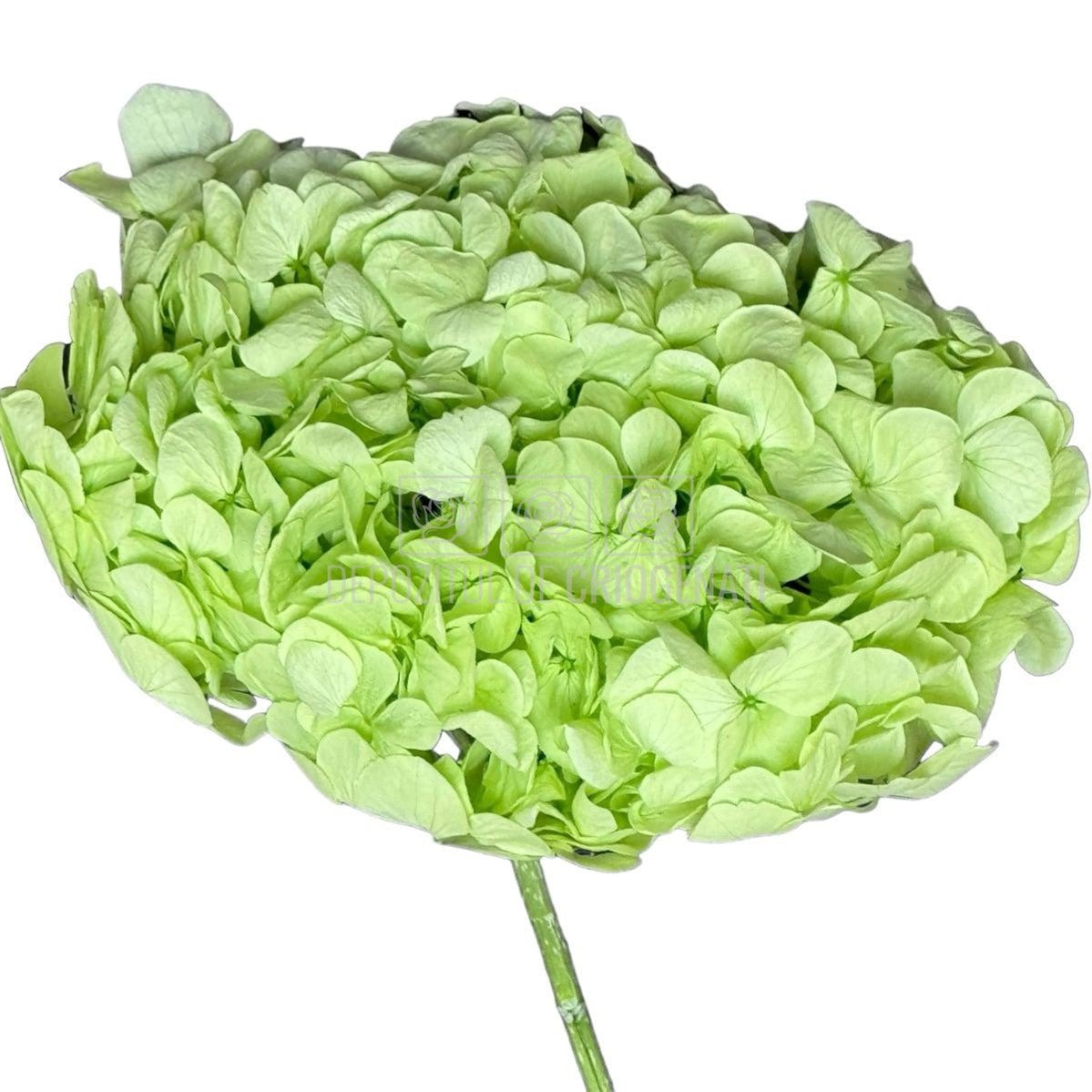 Hortensie Verde Citrus Premium Verdissimo (Criogenata) - DepozituldeCriogenati.ro