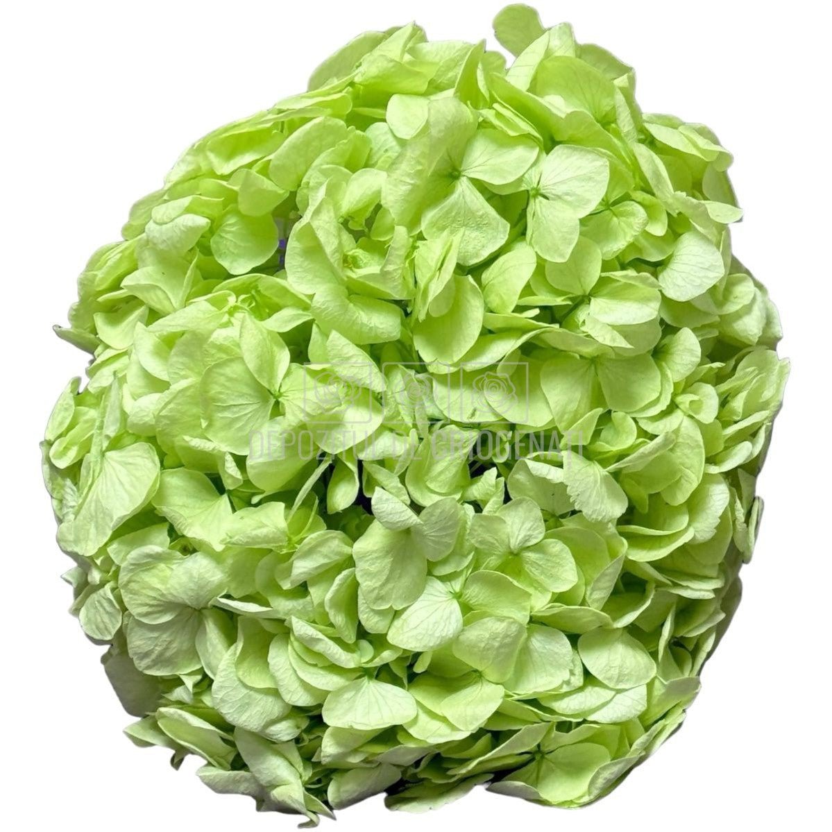 Hortensie Verde Citrus Premium Verdissimo (Criogenata) - DepozituldeCriogenati.ro