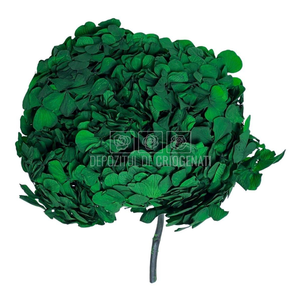 Hortensie Verde inchis RoseAmor (Buchet Criogenat) - DepozituldeCriogenati.ro