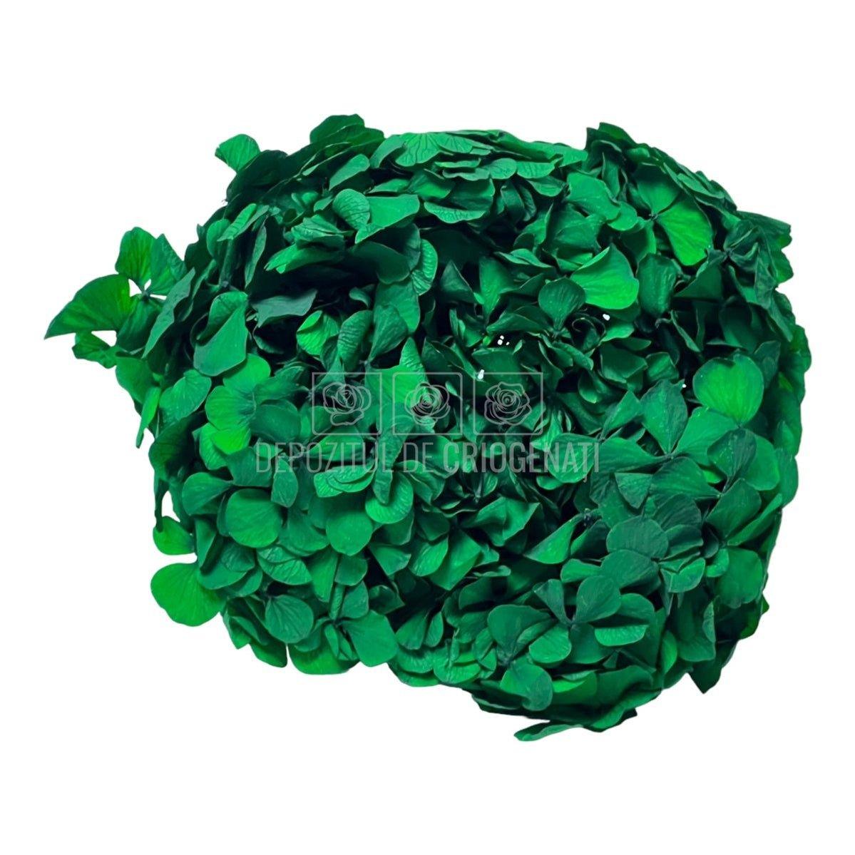 Hortensie Verde inchis RoseAmor (Buchet Criogenat) - DepozituldeCriogenati.ro
