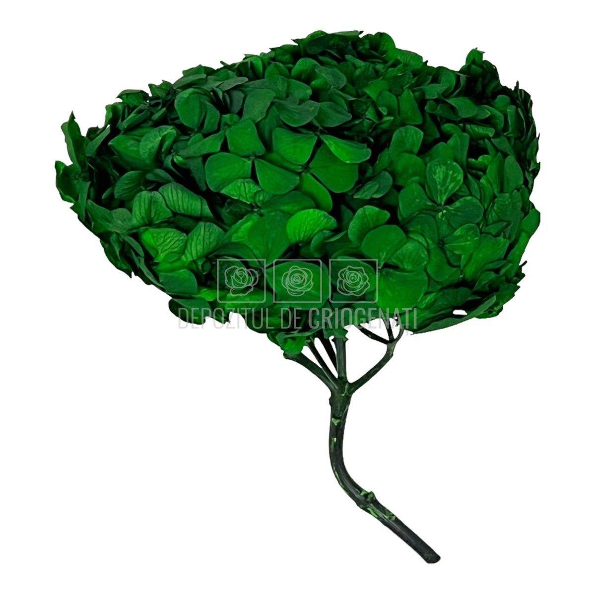 Hortensie Verde inchis RoseAmor (Buchet Criogenat) - DepozituldeCriogenati.ro