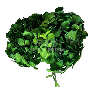 Hortensie Verde inchis Verdissimo (Buchet Criogenat) - DepozituldeCriogenati.ro
