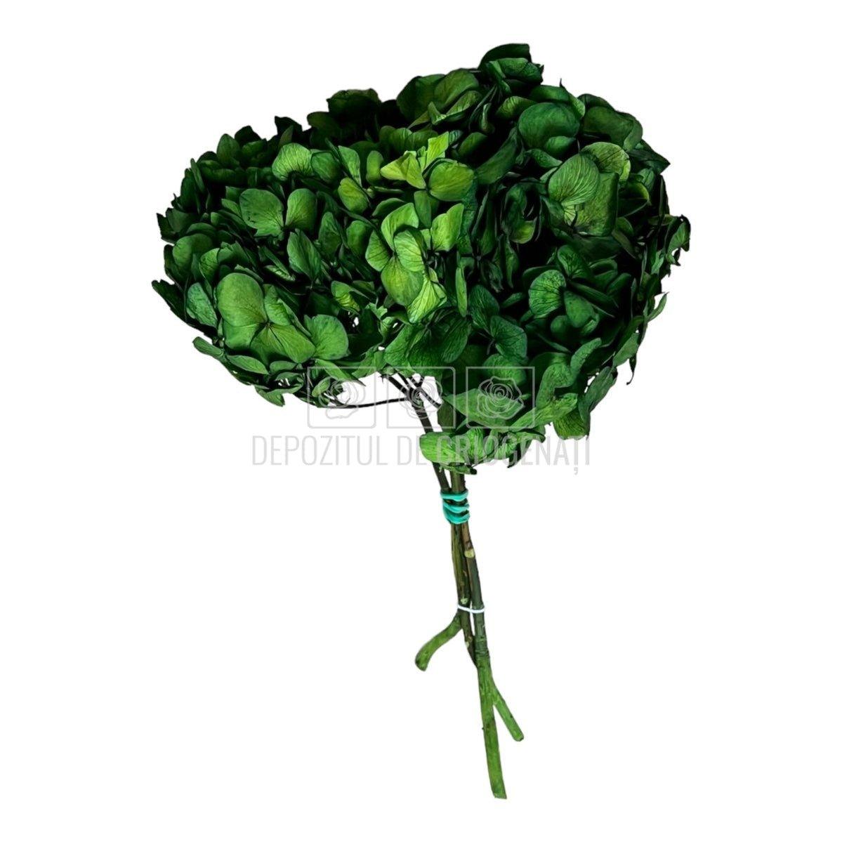 Hortensie Verde inchis Verdissimo (Buchet Criogenat) - DepozituldeCriogenati.ro