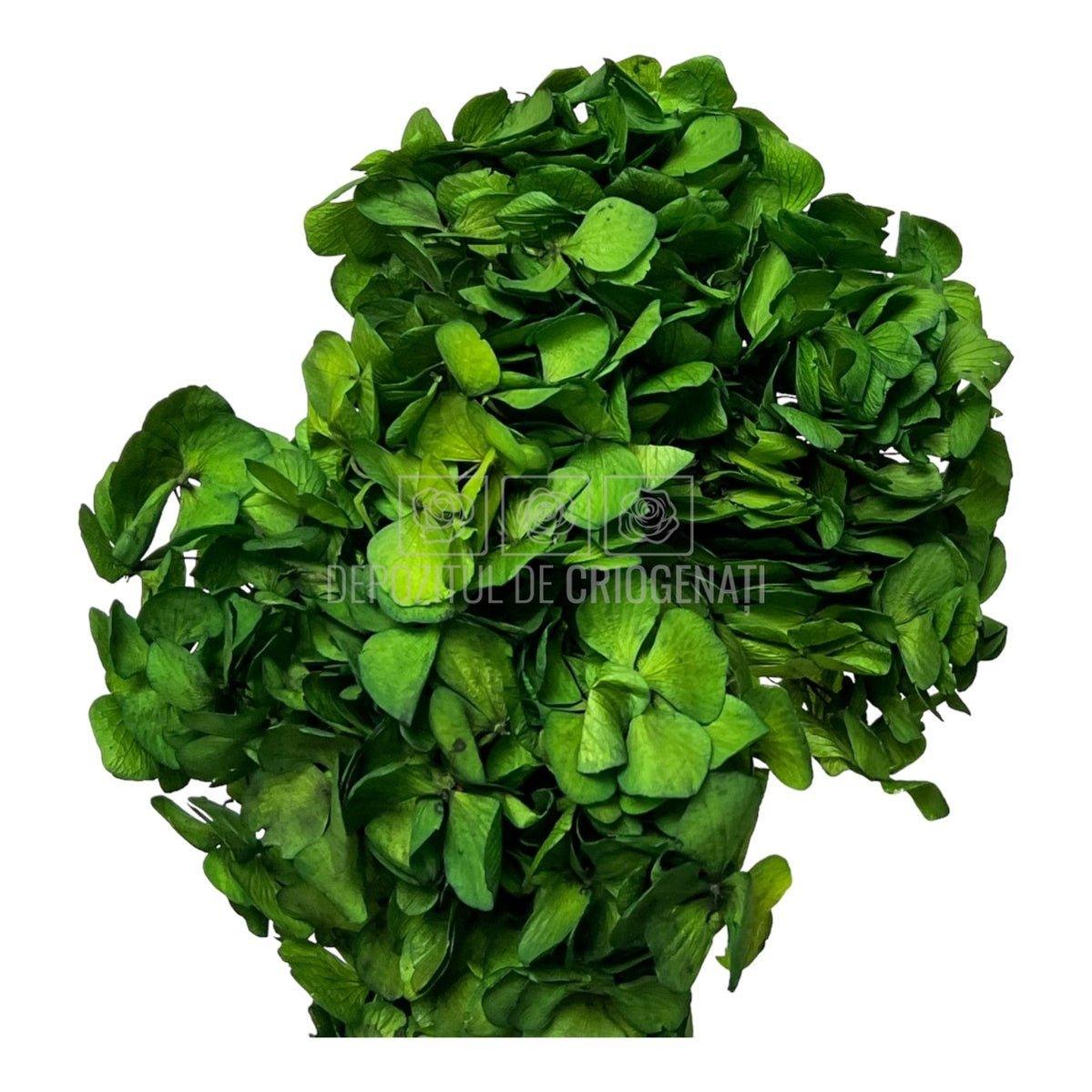 Hortensie Verde inchis Verdissimo (Buchet Criogenat) - DepozituldeCriogenati.ro