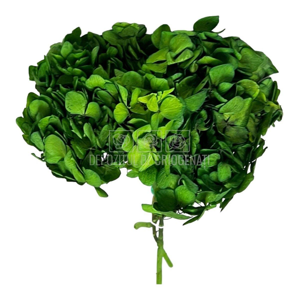 Hortensie Verde inchis Verdissimo (Buchet Criogenat) - DepozituldeCriogenati.ro
