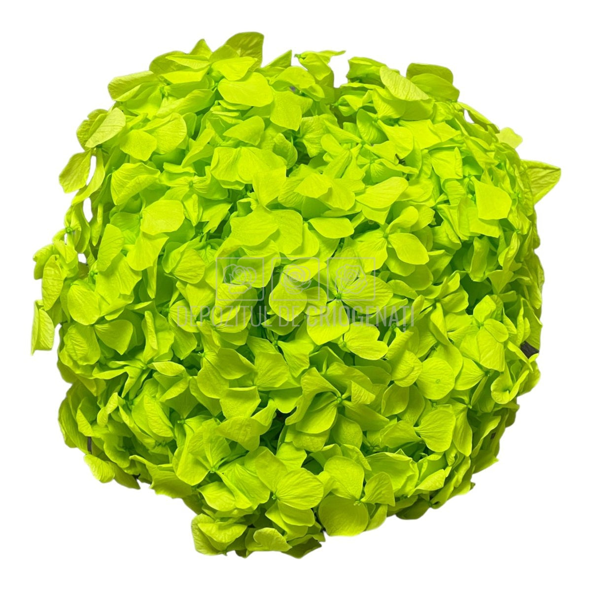 Hortensie verde intens L RoseAmor (Buchet Criogenat) - DepozituldeCriogenati.ro