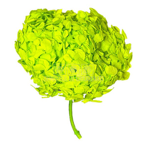 Hortensie verde intens L RoseAmor (Buchet Criogenat) - DepozituldeCriogenati.ro