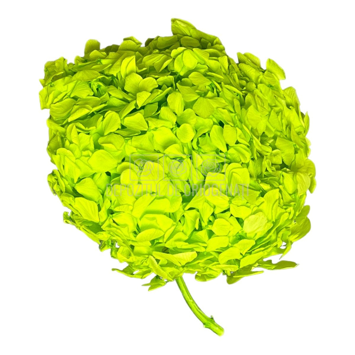 Hortensie verde intens L RoseAmor (Buchet Criogenat) - DepozituldeCriogenati.ro