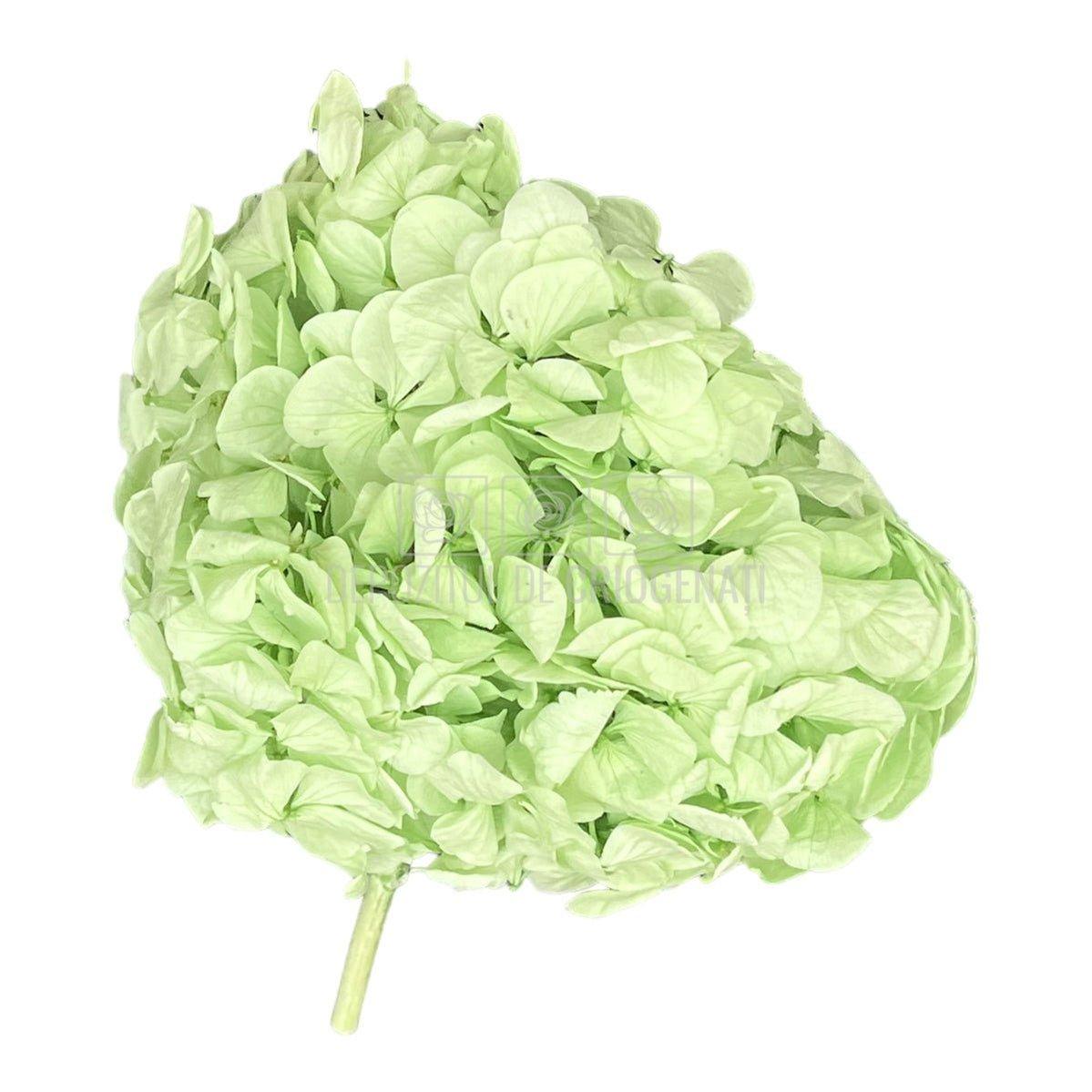 Hortensie Verde menta Verdissimo (Buchet Criogenat) - DepozituldeCriogenati.ro