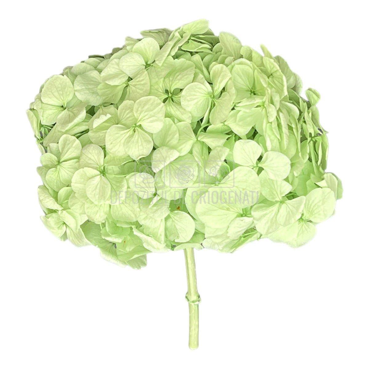 Hortensie Verde menta Verdissimo (Buchet Criogenat) - DepozituldeCriogenati.ro