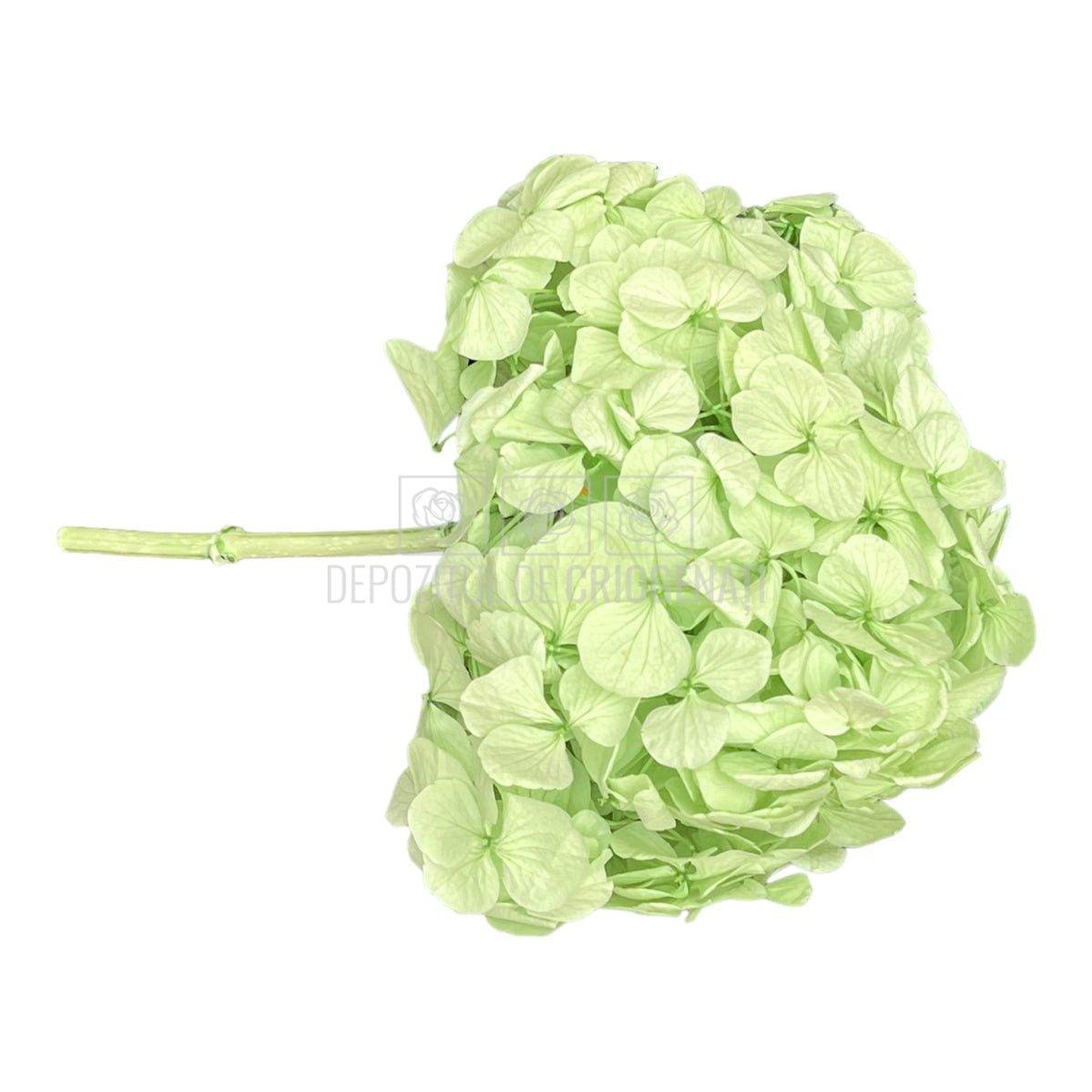 Hortensie Verde menta Verdissimo (Buchet Criogenat) - DepozituldeCriogenati.ro