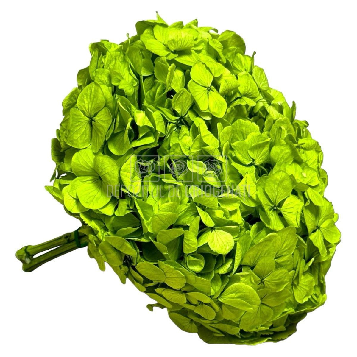 Hortensie Verde Pistachio Premium Verdissimo (Criogenata) - DepozituldeCriogenati.ro