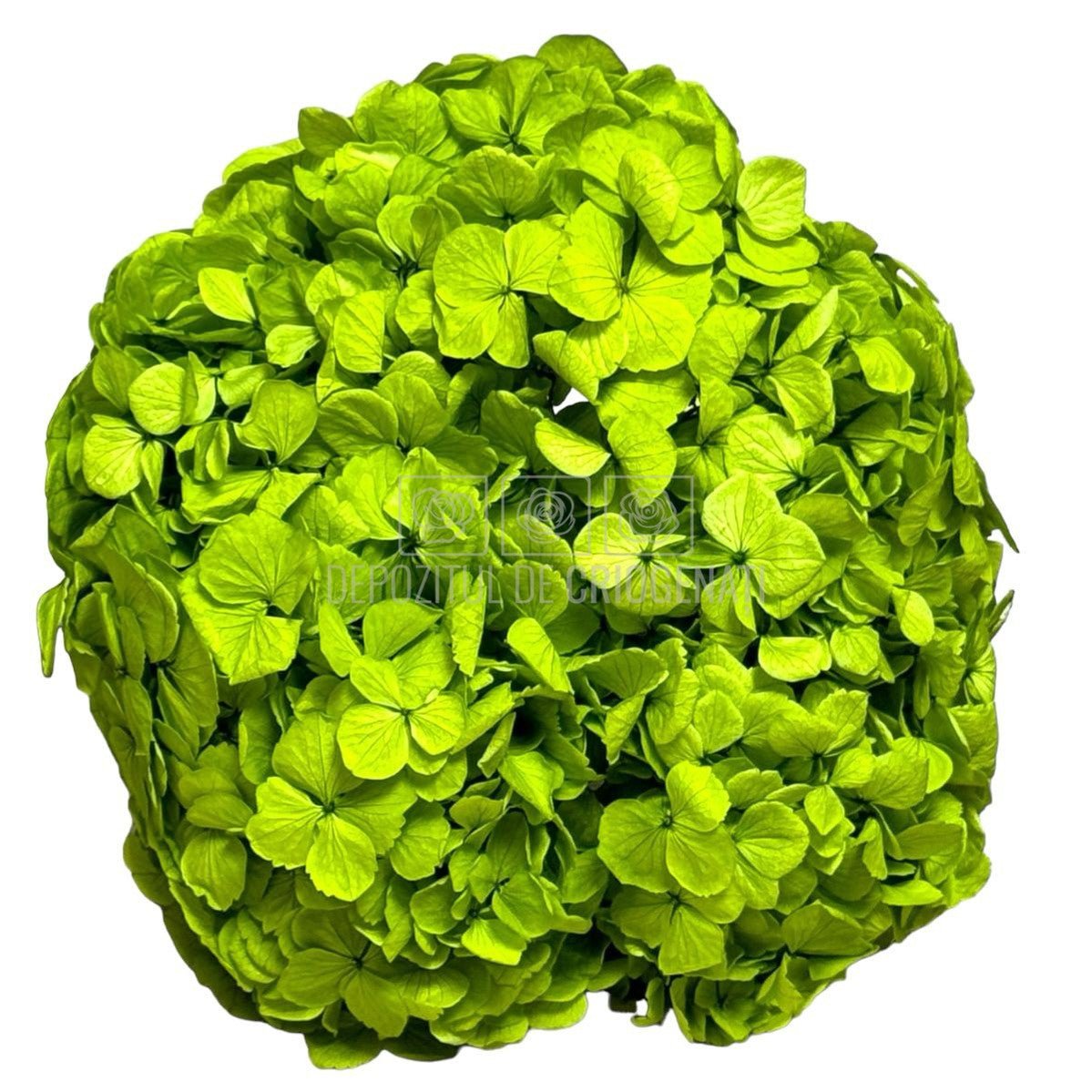 Hortensie Verde Pistachio Premium Verdissimo (Criogenata) - DepozituldeCriogenati.ro