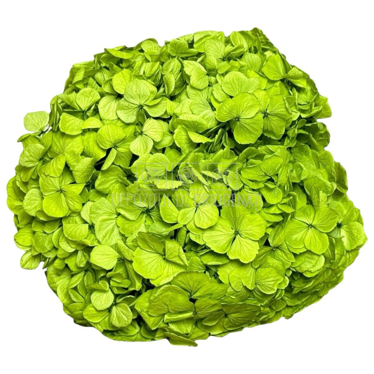 Hortensie Verde Pistachio Premium Verdissimo (Criogenata) - DepozituldeCriogenati.ro