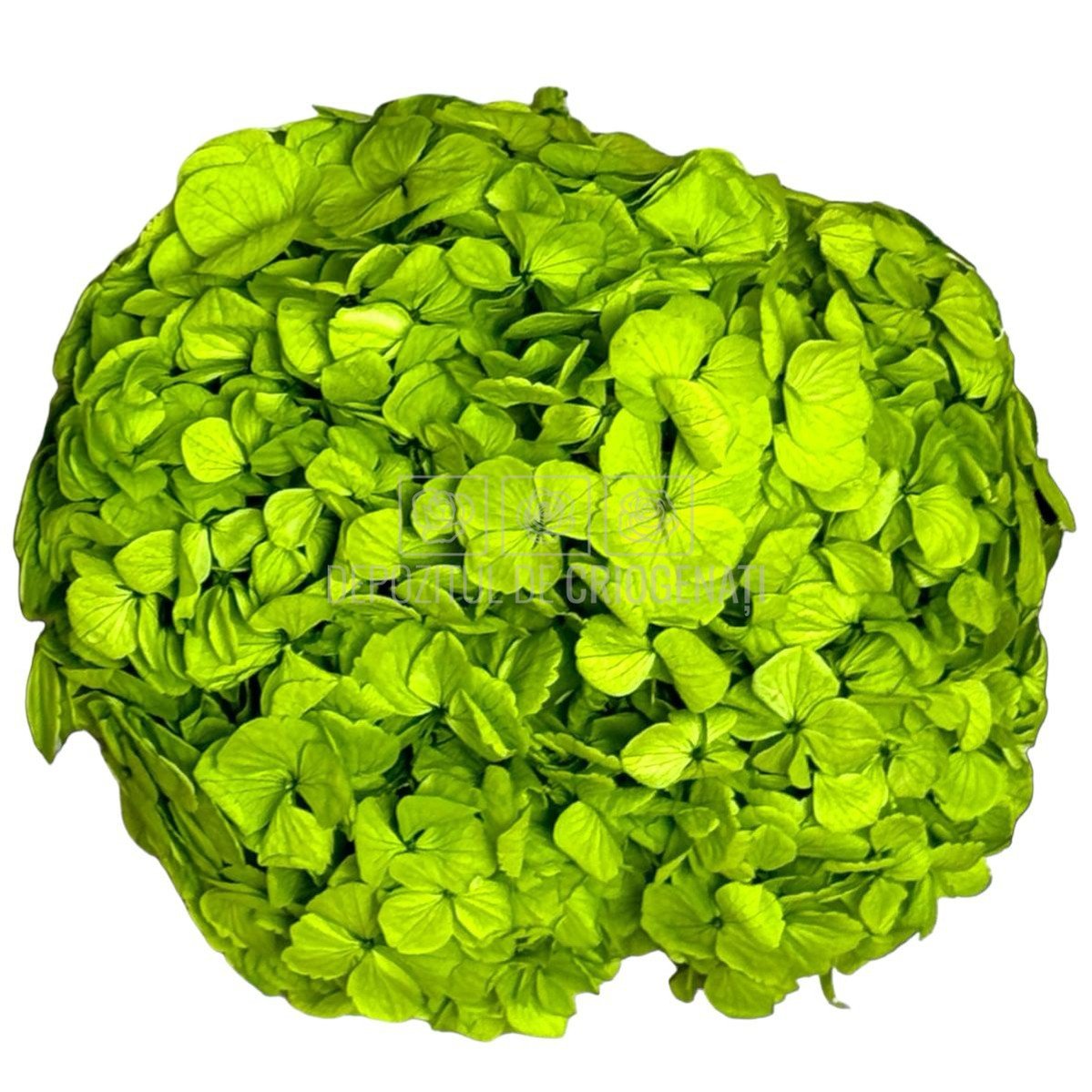 Hortensie Verde Pistachio Premium Verdissimo (Criogenata) - DepozituldeCriogenati.ro