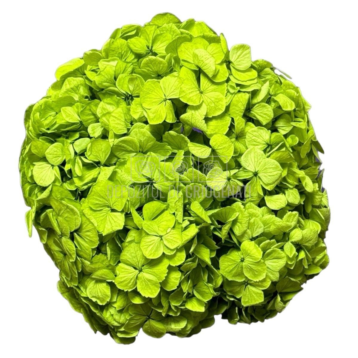 Hortensie Verde Pistachio Premium Verdissimo (Criogenata) - DepozituldeCriogenati.ro