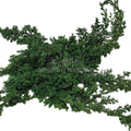 Ienupar Verde (Buchet Criogenat)