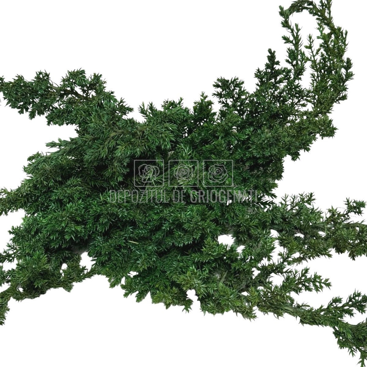 Ienupar Verde (Buchet Criogenat)