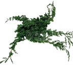 Ienupar Verde (Buchet Criogenat)